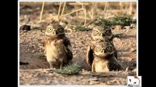 Burrowing Owl Natural History and Wild At Heart Habitat Creation and Relocation [upl. by Rivera]