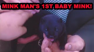 Story of the Mink Mans 1st Baby Mink Iⁿshtapede [upl. by Amador]