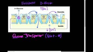 Glucose Transporter GLUT How Does it Work [upl. by Baumbaugh]