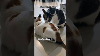 ❤️🐈‍⬛😍quotCat Eva Cleans her Sister with Lovequot❤️ catshortscatlover animals pets cats [upl. by Durtschi449]