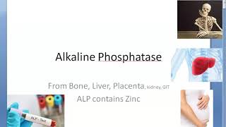 Medicine Alkaline Phosphatase ALP enzyme raised elevated [upl. by Yovonnda]