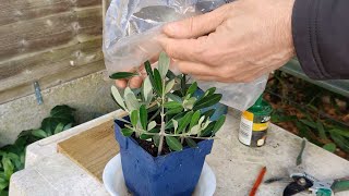 How to grow an Olive tree from cuttings [upl. by Colvert]