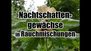 Methode um Nachtschattengewächse sicherer zu konsumieren Bilsenkraut Engelstrompete etc rauchen [upl. by Berkman]