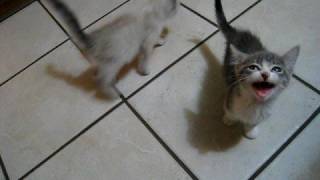 2 kittens 1 cat lots of meowing [upl. by Atiluap]