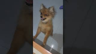 8 October 2024 डग cuteanimal डगर pets angry dog pomeranian dogcute [upl. by Kienan]