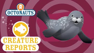 Octonauts Creature Reports  Weddell Seal [upl. by Doniv489]