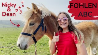 Das FOHLEN ABC 📚🐴  Marina und die Ponys [upl. by Enelear]