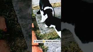 Sonido De GATO🐈 2 GATOS Enojados Están Maullando Fuerte♥️¿Que significa el maullido cuando se miran [upl. by Raviv294]