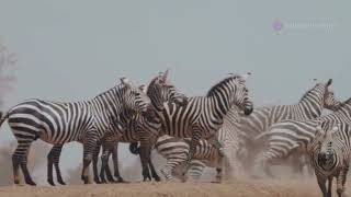 Stripes in motion the zebras tale [upl. by Mahalia586]