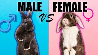 Male Rabbits VS Female Rabbits The Differences [upl. by Alurta]