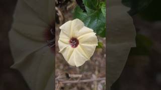 Hewittia malabarica vine flowers nature travel gardenplants garden botany asia africa [upl. by Shantee]