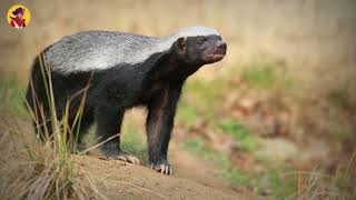 15 Unbelievable Honey Badger And Wolverine Attacks Caught On Camera [upl. by Notgnirrac132]