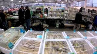 International Ornithological Show Reggio Emilia 2015 part 3 [upl. by Rexanne]