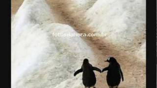 A história dos Pinguins [upl. by Aholla]