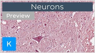 Neurons types definition and function preview  Human Histology  Kenhub [upl. by Laurin]