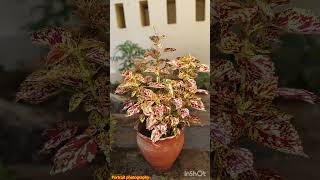 Coleus plant pic [upl. by Siri]