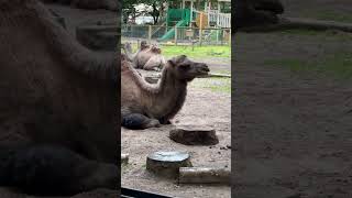 Dudley Zoo  Birmingham 🐅🦒🦌🐫🐒🦘🦭🐍 [upl. by Hortensia]