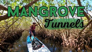 Exploring Mangrove Tunnels in St Petersburg Florida [upl. by Ahsenak352]