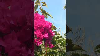 Nice Fleur bougainvillier Soleil Palmier nature music [upl. by Mayeda532]