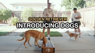 Golden Retriever Puppy  Introducing Dog Distractions [upl. by Intosh]