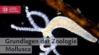 Anatomy Insights 4 – Anatomie der Weichtiere Mollusca [upl. by Hoffman]