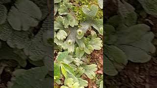 Marchantia with gamma cups botany msc bsc botanicalgarden foodprocessing likeandsubscribe [upl. by Corell]