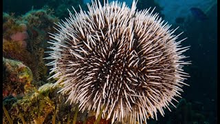 Facts The Sea Urchin [upl. by Casabonne204]