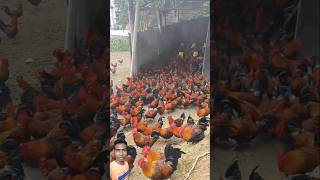 24 Hours Inside a MASSIVE Chicken Farm [upl. by Notnad338]