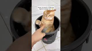 Orange cat behavior Subscribeshorts funny funnycat [upl. by Enidualc]