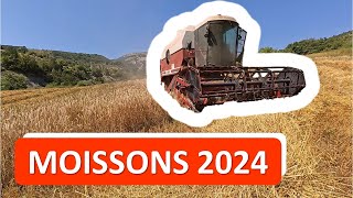 Moissons 2024  les cerfs se sont encore régalés [upl. by Cerys]