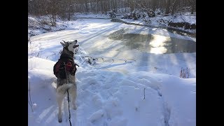 Yearround Adventures with your Dog Skijoring Bikejoring Canicross amp Icejoring [upl. by Mitran]