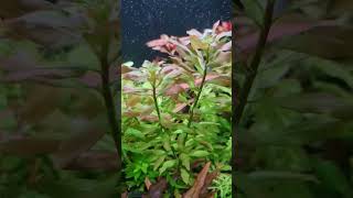 Ludwigia Polycarpa Ludwigia Polycarpa [upl. by Varian]