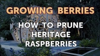 How to Prune Heritage Raspberries [upl. by Tessy]