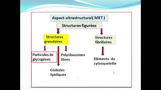 Cytologieبالعربية  4 Hyaloplasme et Cytosquelette  Part 1 Le Hyaloplasme [upl. by Mathias]