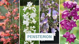 How To Sow And Grow Penstemon Beardtongue  Cottoverdi [upl. by Benedicto]