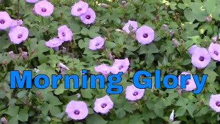 Morning Glory Vine Plant General Information Garden Landscape Flower  Channel James Plosko [upl. by Ahseim]