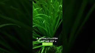 Blyxa japonica Plant Profile aquascape aquarium [upl. by Waylan378]