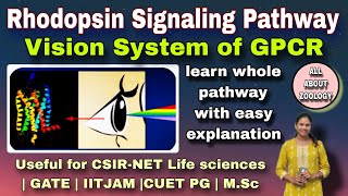 RHODOPSIN SIGNALING PATHWAY OF GPCR  MSc Classes  Cell Biology CSIRNET LIFE SCIENCES GATE [upl. by Bourne76]