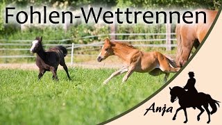 FohlenWettrennen zwischen Tino amp Kate [upl. by Fini]