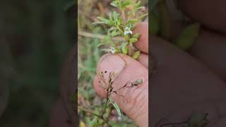 Bacopa floribunda [upl. by Aicilf]