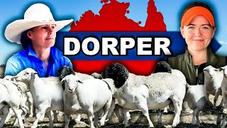 quotANGUS OF THE SHEEP WORLDquot  Dorper Meat Sheep Farming in Australia Regenerative Agriculture [upl. by Mellins]