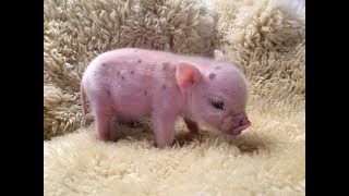 CUTE MICRO PIG  MINI PIG VIDEO Compilation [upl. by Amlus]