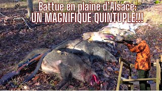 Une battue exceptionnelle QUINTUPLE2 Sangliers 1daine 2 chevreuilsAmazing Wild Boar Hunting [upl. by Cirred200]