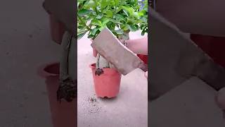 The process of replanting a flowerpot [upl. by Enelyaj77]