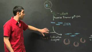 Transformation and Protein Expression  MIT 701SC Fundamentals of Biology [upl. by Ahsiekar]