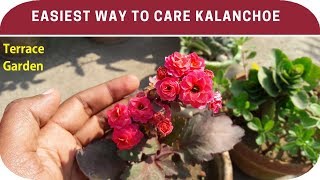 How to care kalanchoe plant Get More Blooms In Kalanchoe PlantsTERRACE GARDEN [upl. by Immanuel]