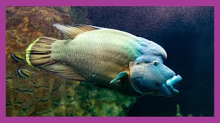 Humphead Wrasse [upl. by Gudrin]