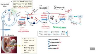 Physiology 1 the cycle [upl. by Irv]