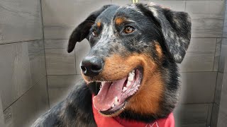 A dog you didnt know existed  Beauceron [upl. by Burnett]