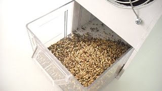 Seed cleaner from bird feeder [upl. by Atsirc]